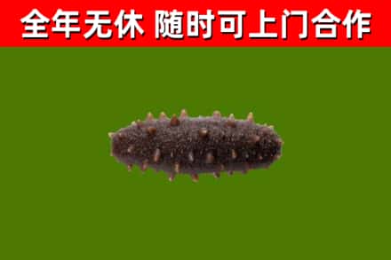 库尔勒烟酒回收干海参.jpg